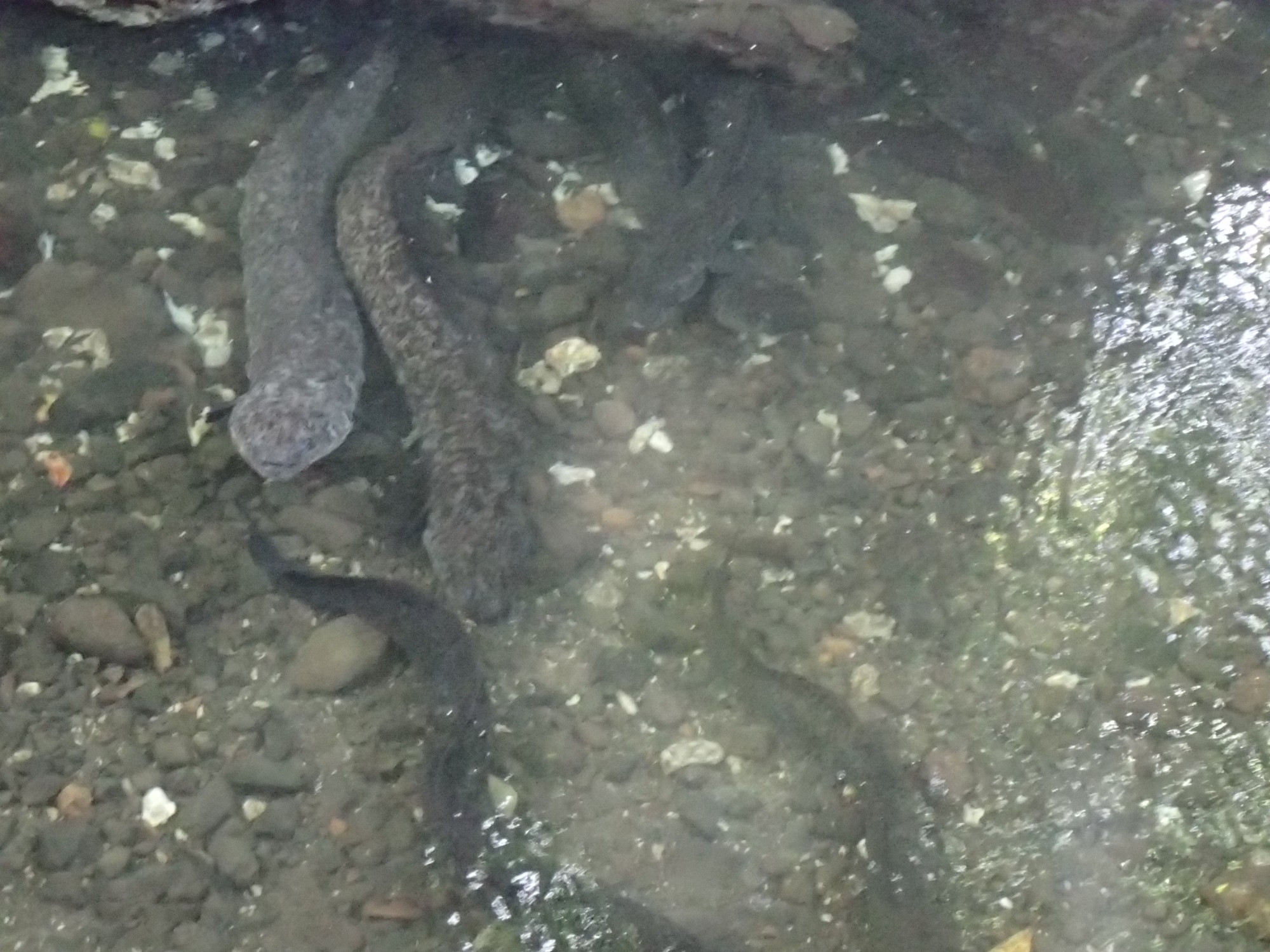 Faie Sacred Eels, French Polynesia