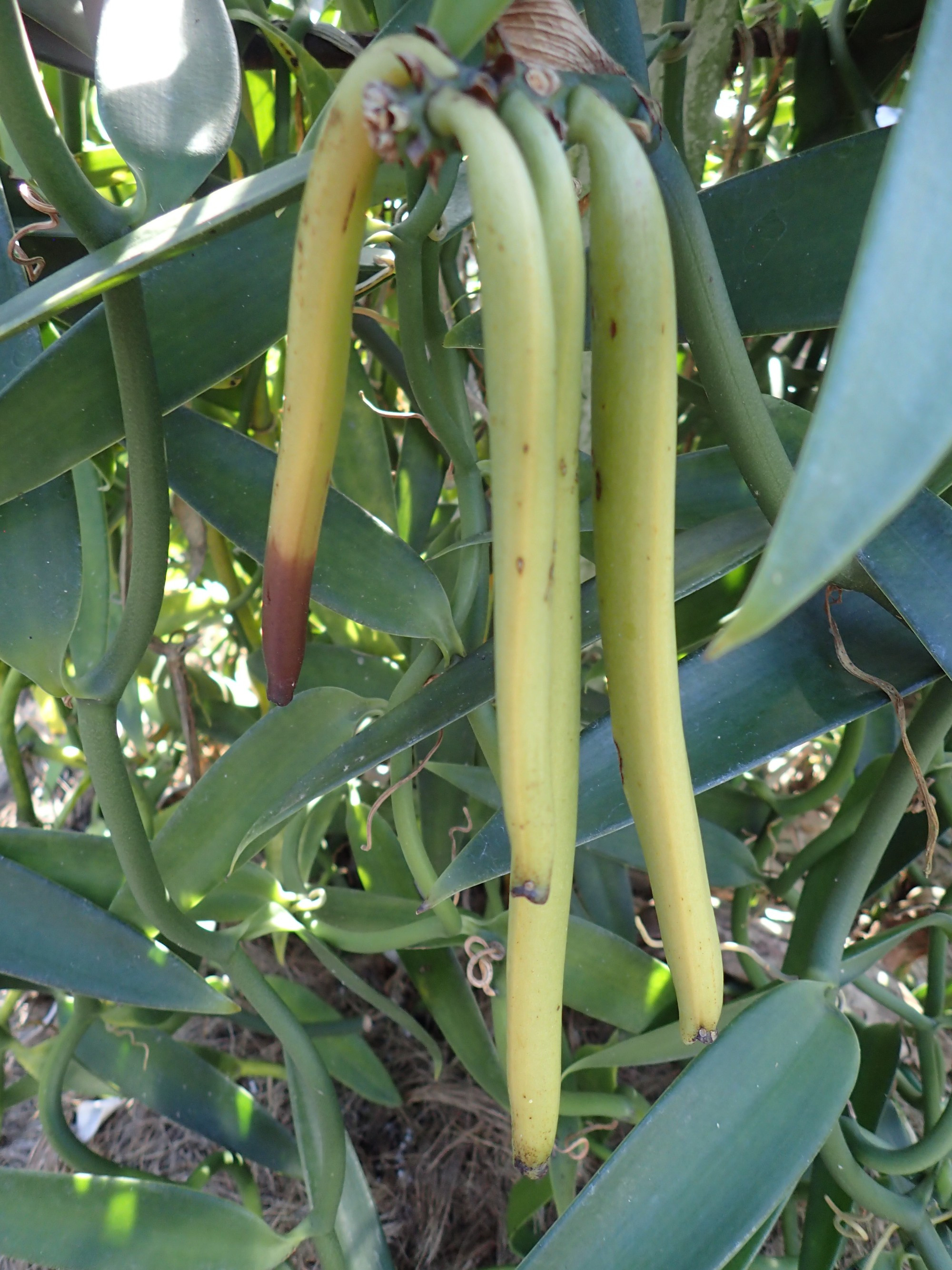 L.M. Vanilla Farm, French Polynesia