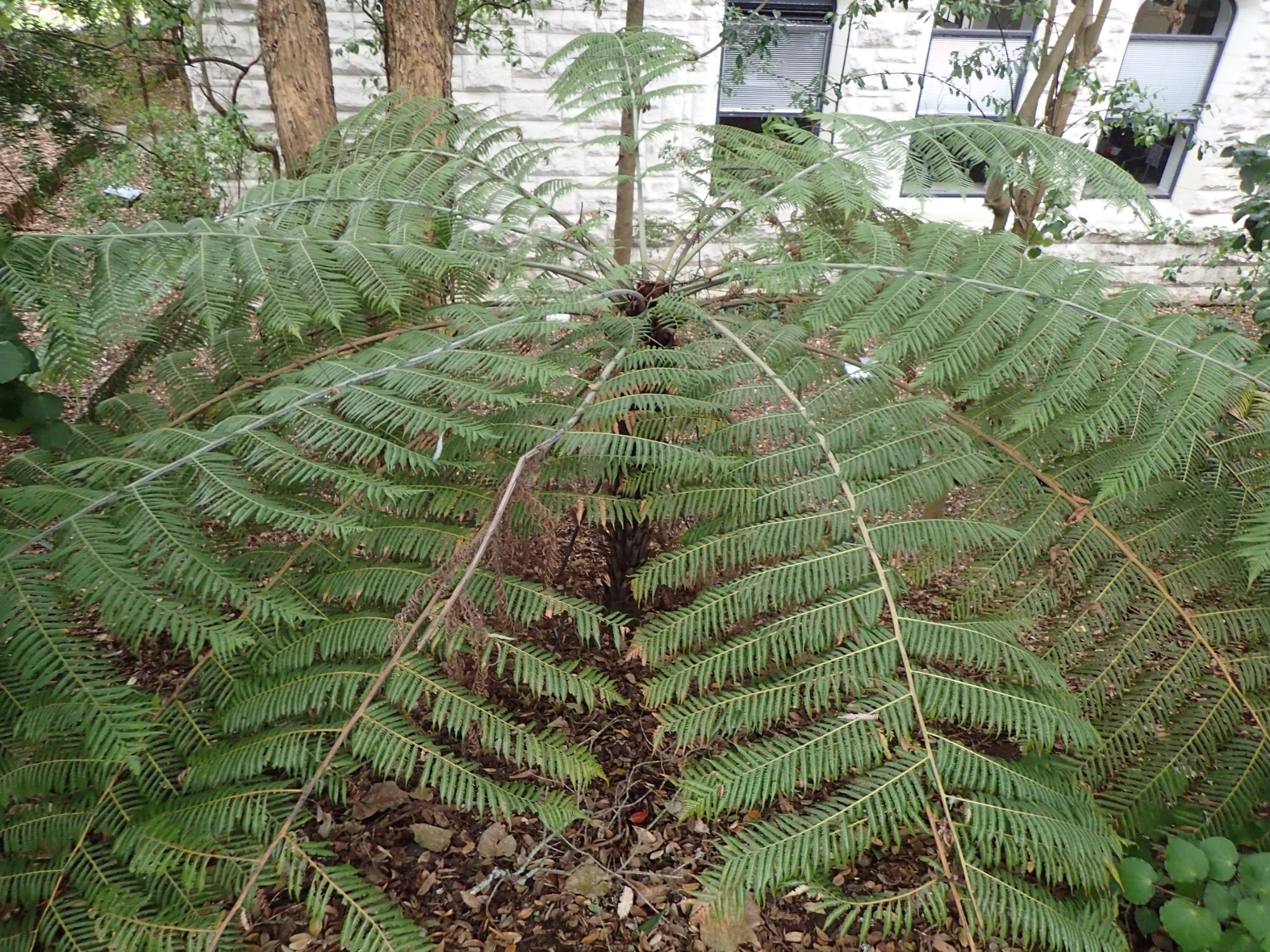 Silver Fern of New Zealand, Новая Зеландия