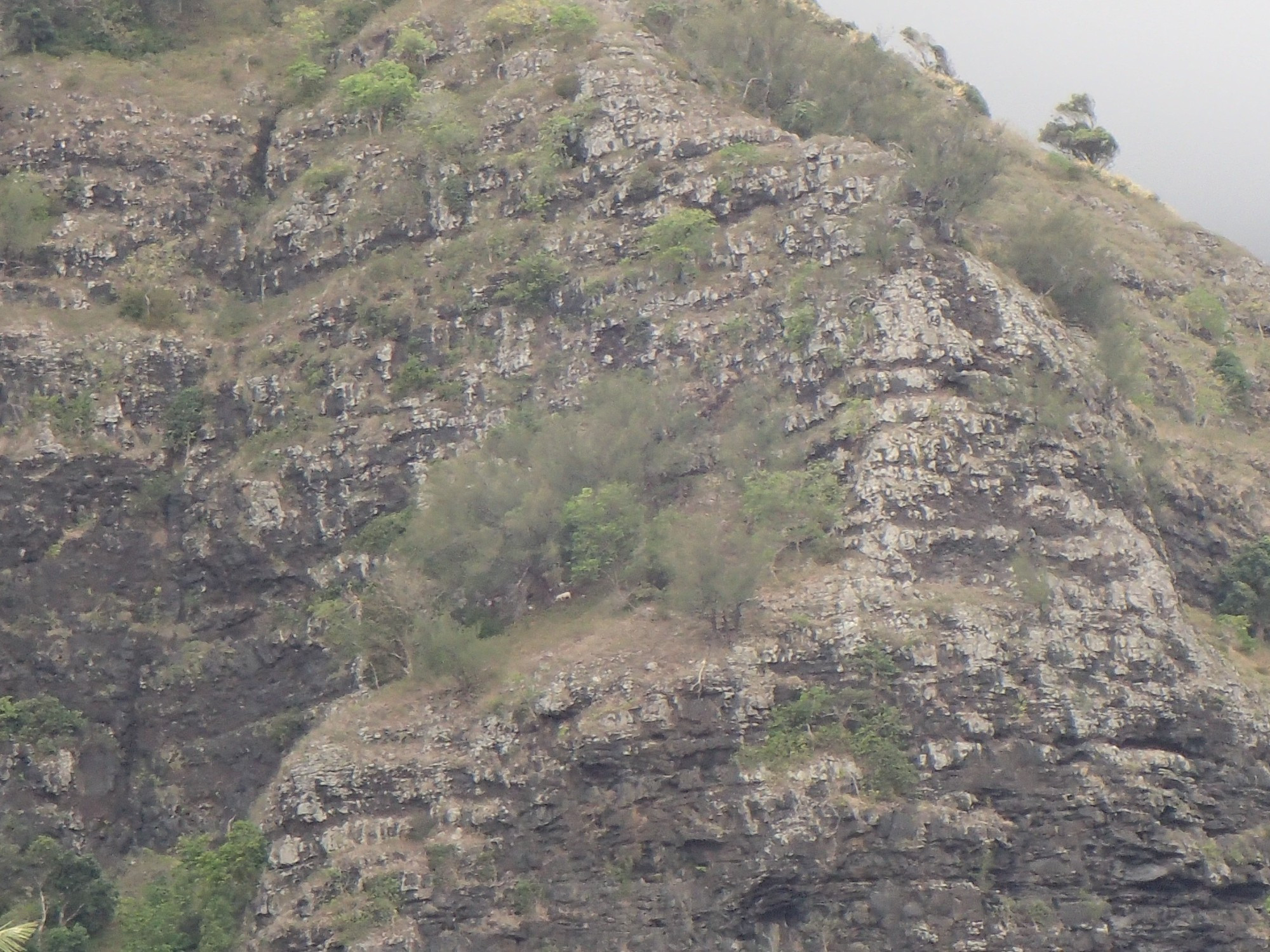 Tevaitiu Mountain - with wild goats, French Polynesia