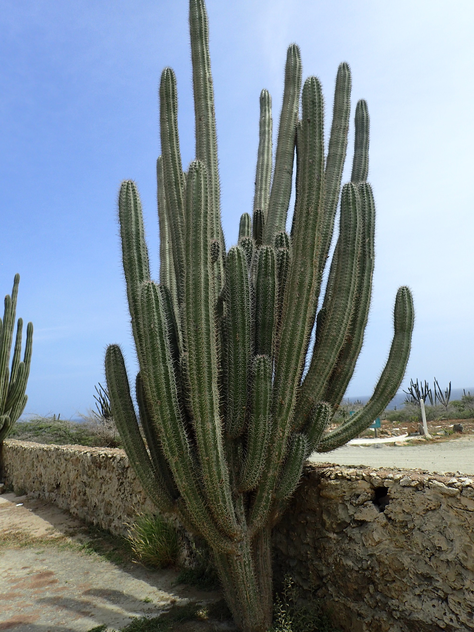 Alto Vista Trail, Aruba