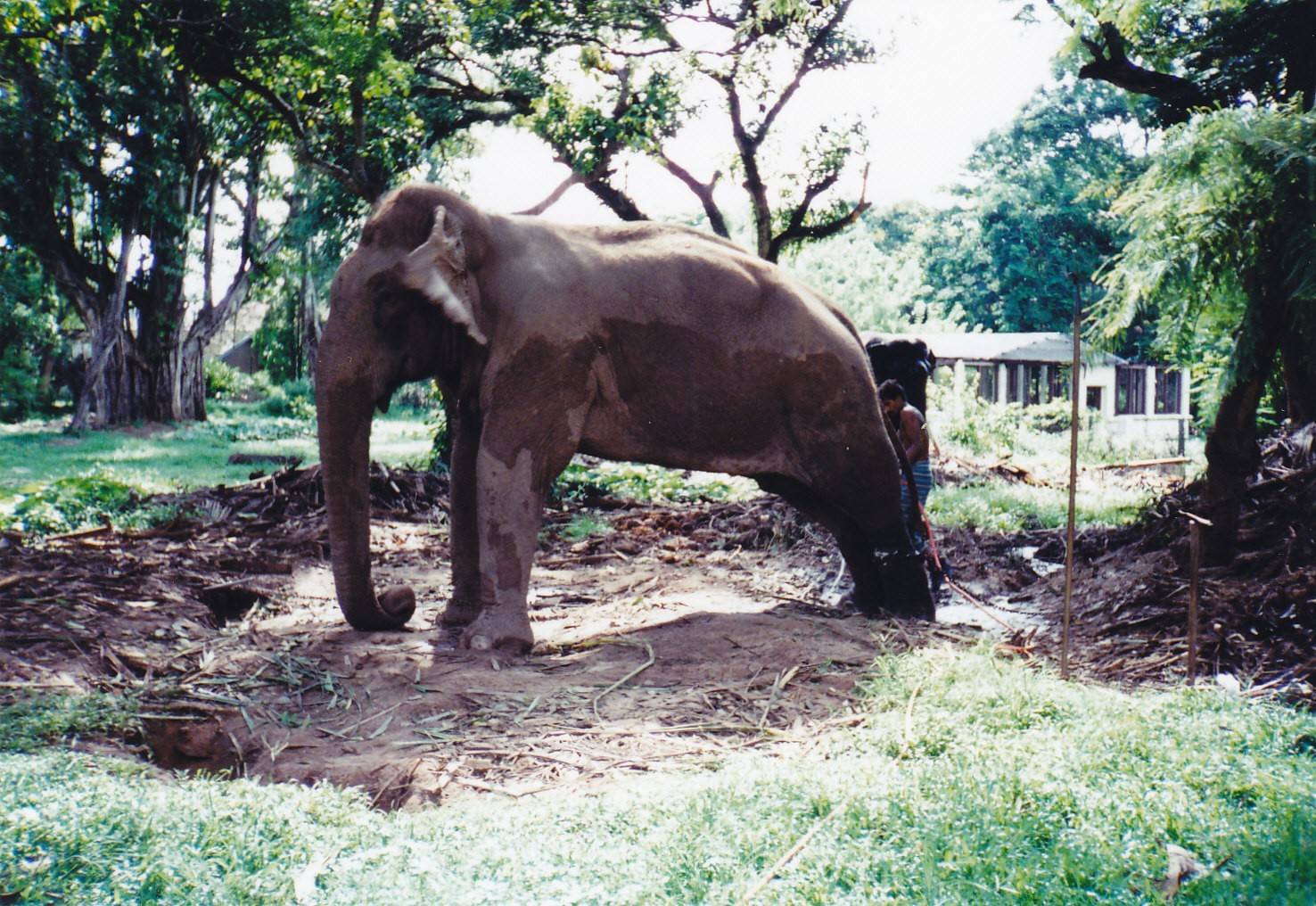 Dehiwala Zoo, Sri Lanka