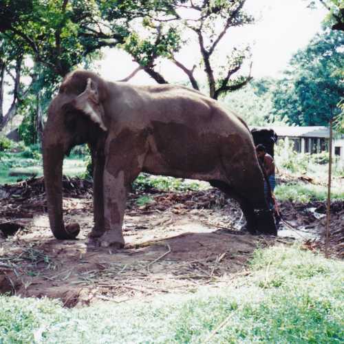 Dehiwala Zoo, Sri Lanka