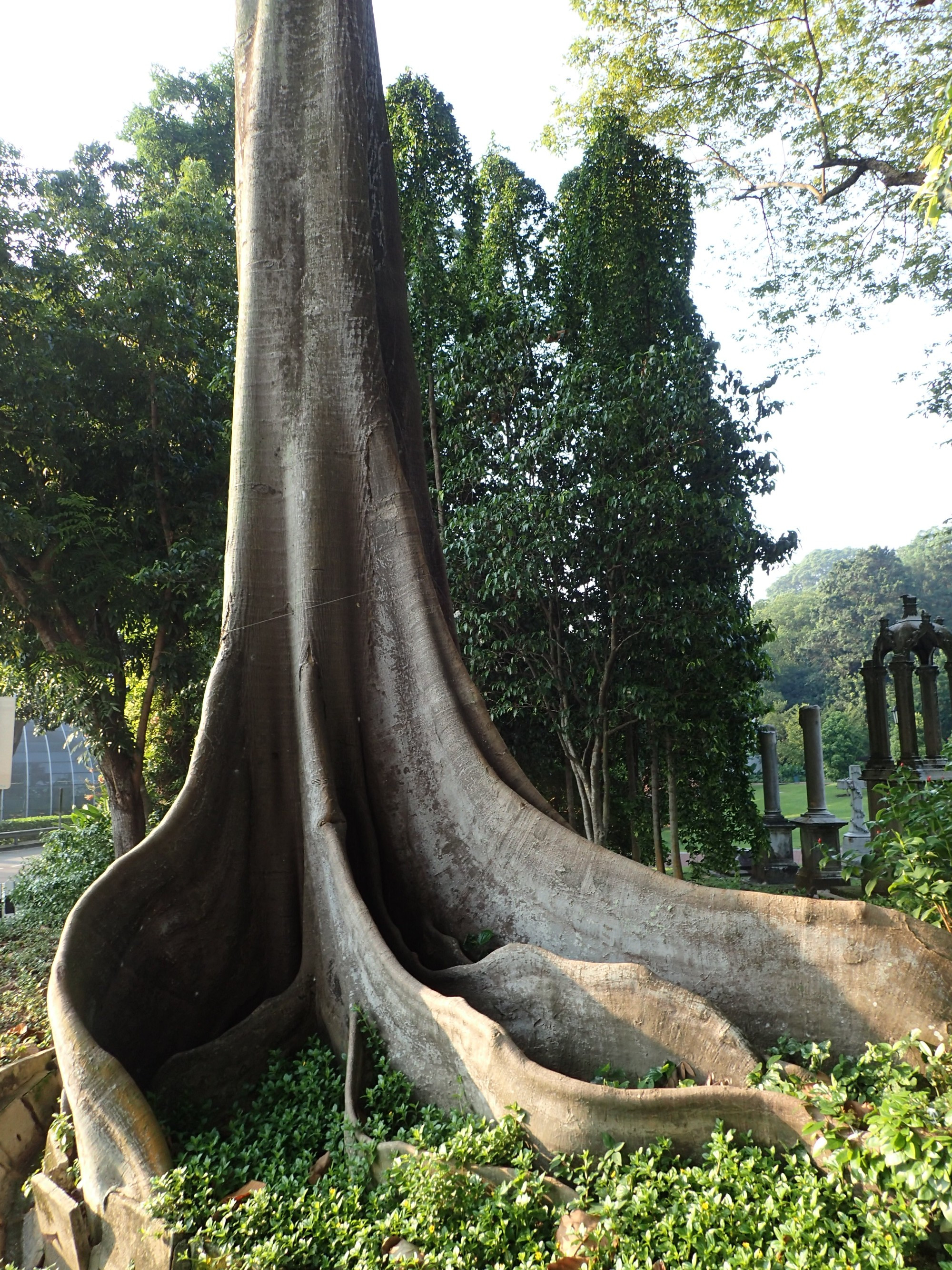 Heritage Tree - Canning Walk, Singapore