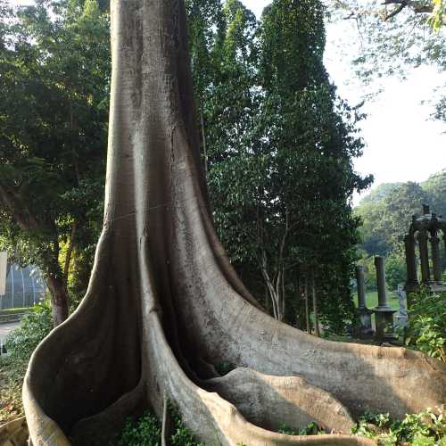 Heritage Tree - Canning Walk, Singapore