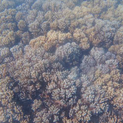 Coral Reef at Nukuhifala, Wallis and Futuna