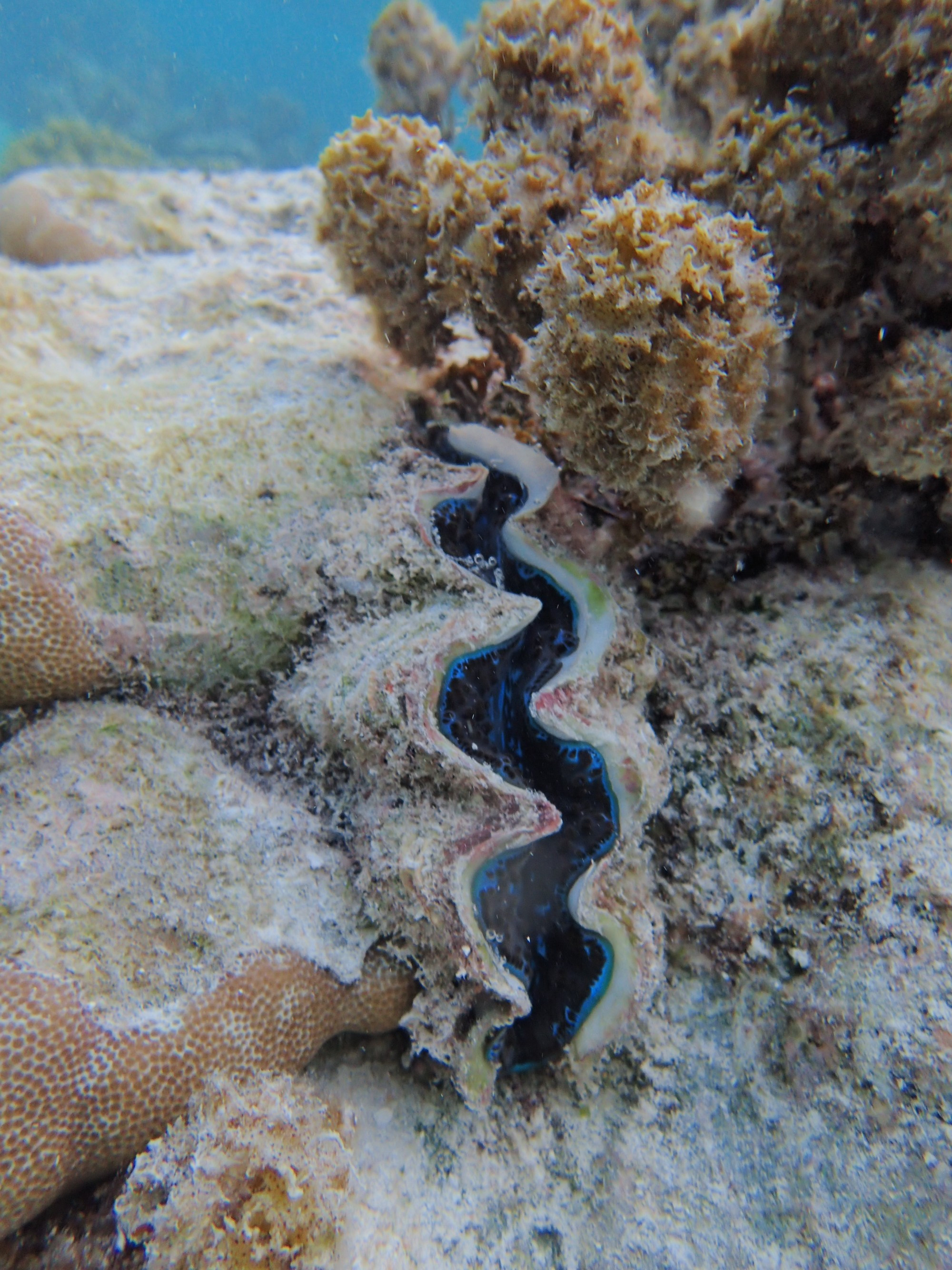 Tetamanu Lagoon, French Polynesia