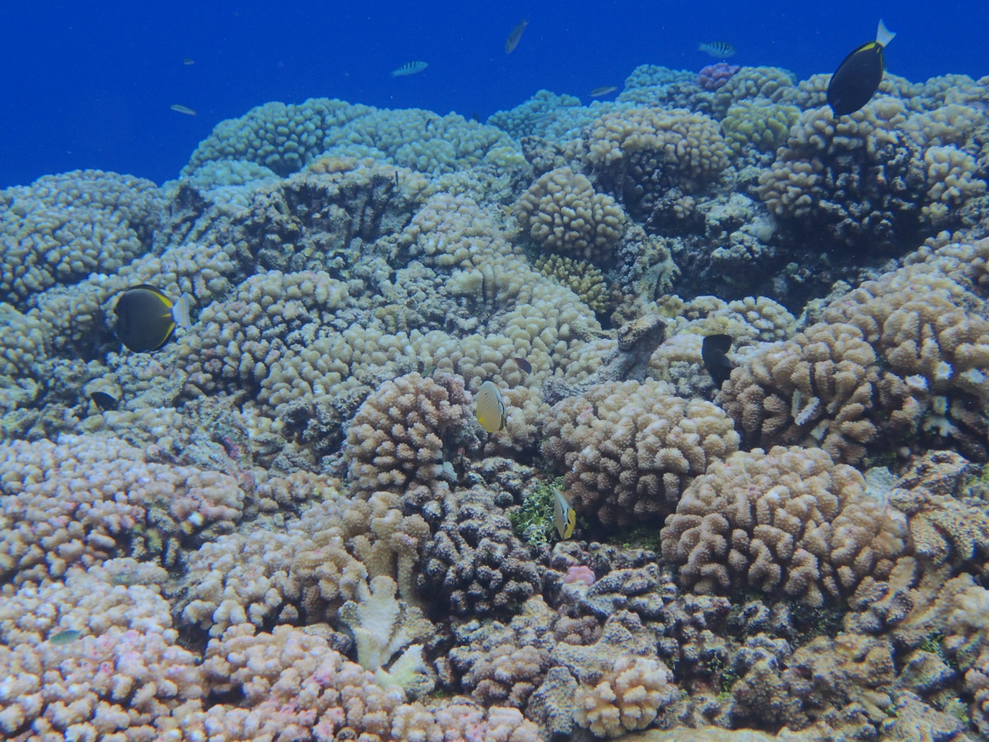 Coral Reef at Tetamanu, French Polynesia