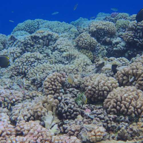 Coral Reef at Tetamanu, Французская Полинезия