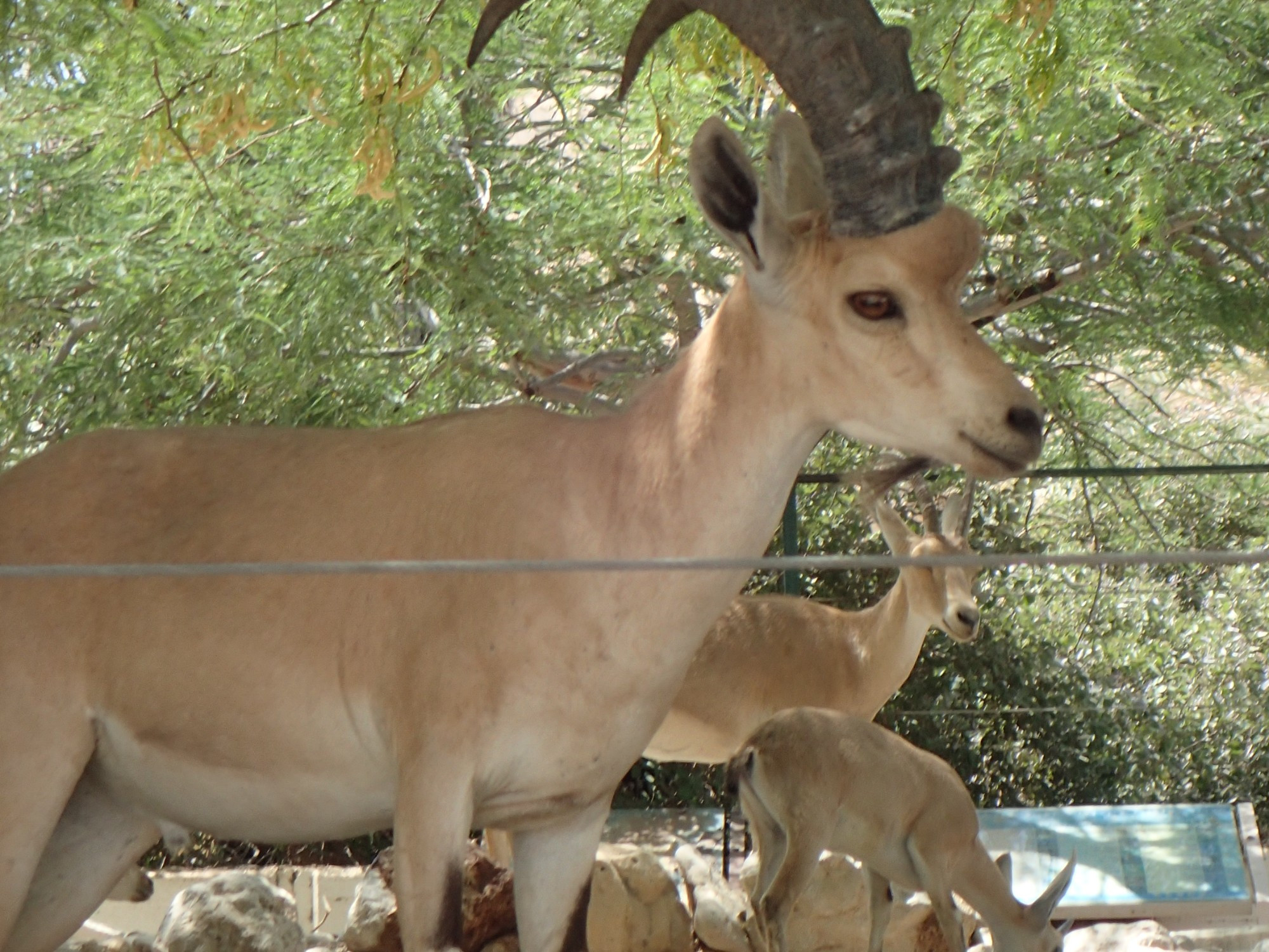 Ein Gedi Field School, Израиль