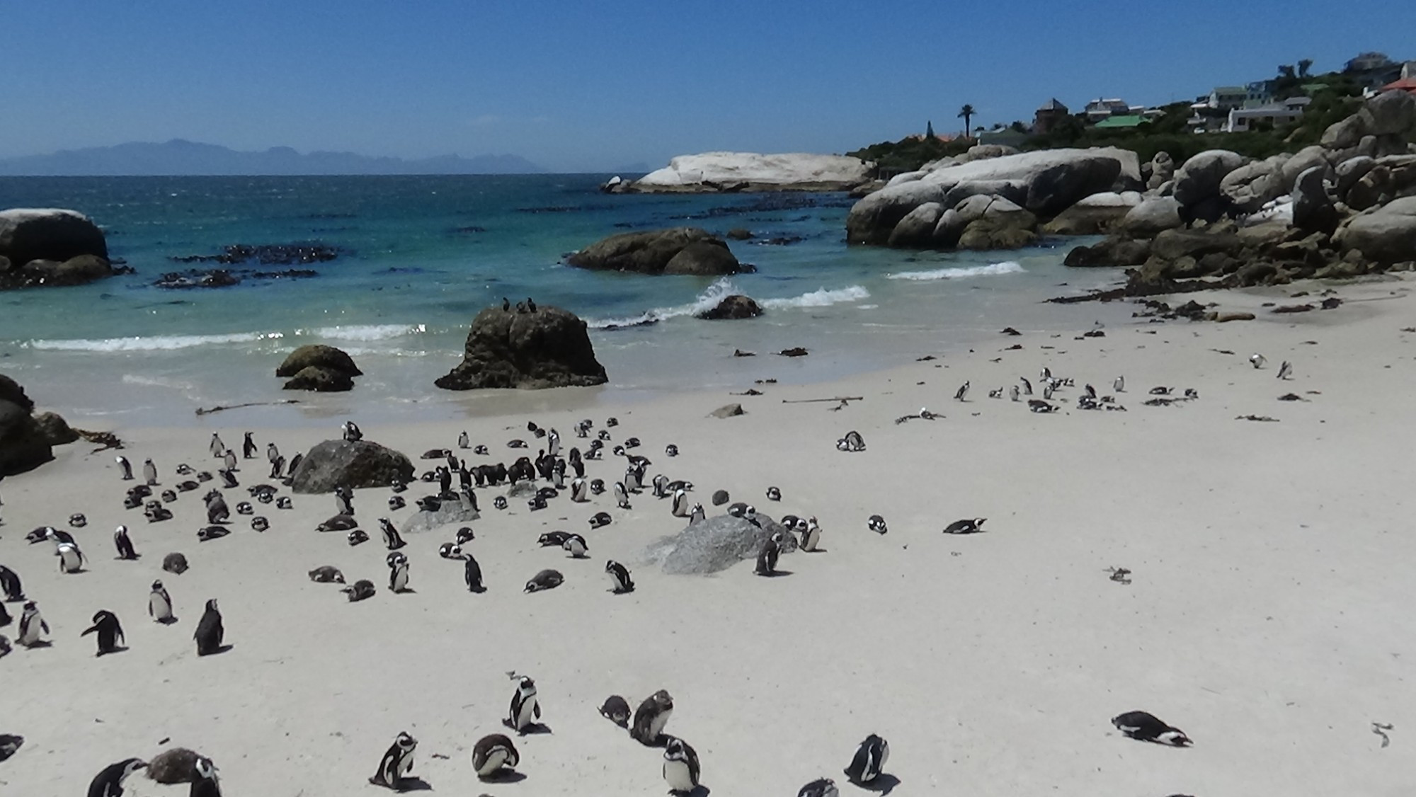 Boulders Beach, South Africa