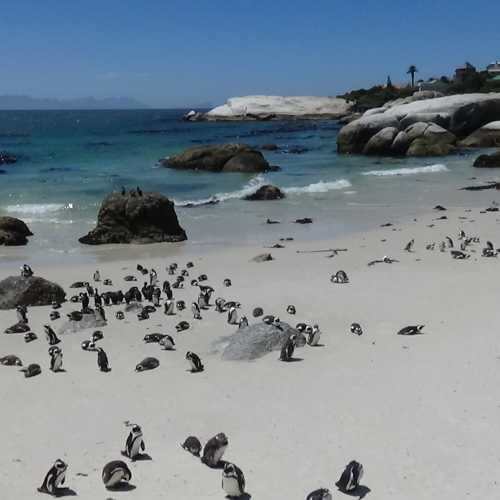 Boulders Beach, South Africa