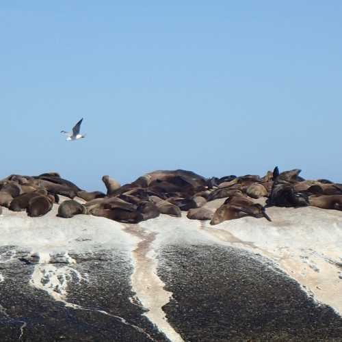 Hout Bay Seals Colony, ЮАР