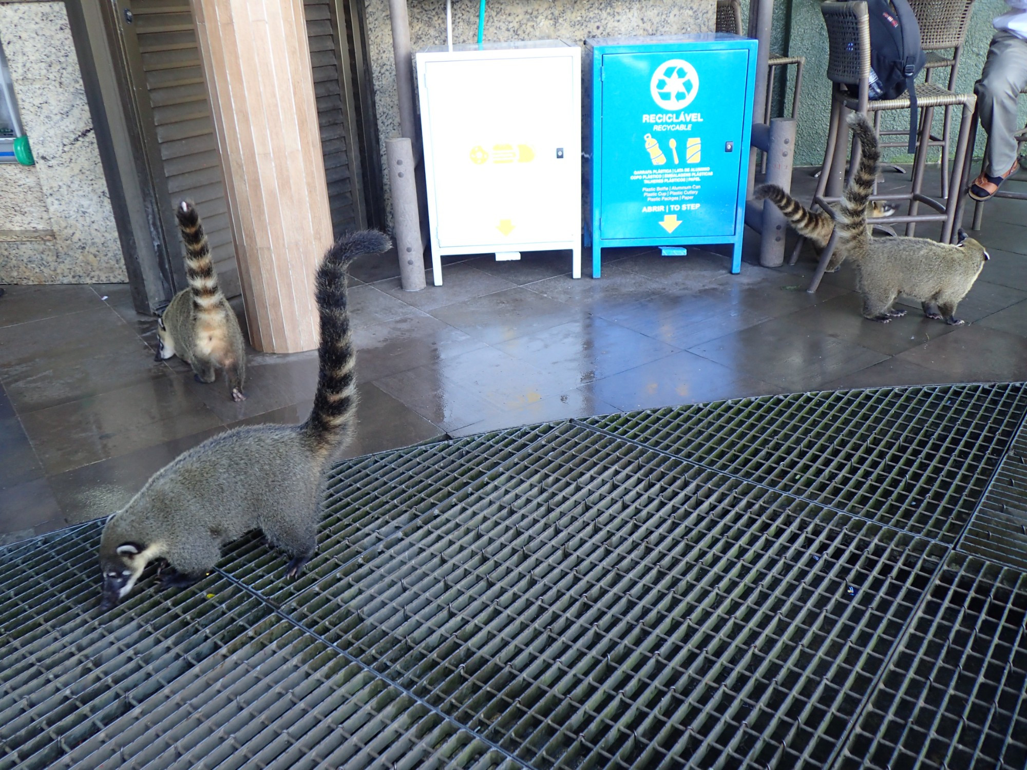 Coati Trail, Brazil