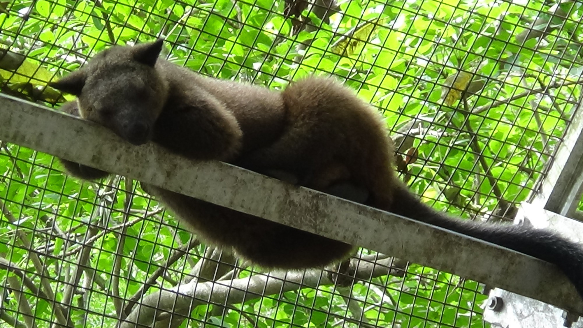 Port Moresby Nature Park, Papua New Guinea