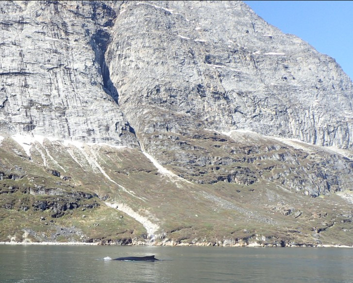 Whales Site, Гренландия