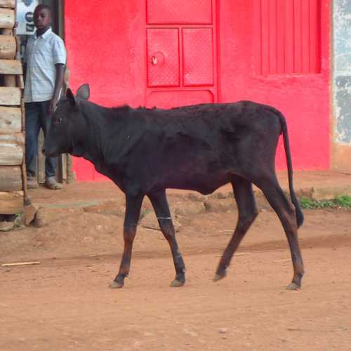 Bufuka, Uganda