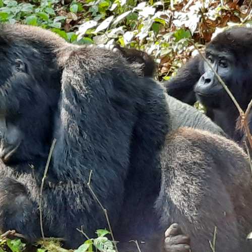 Gorilla Trail, Uganda