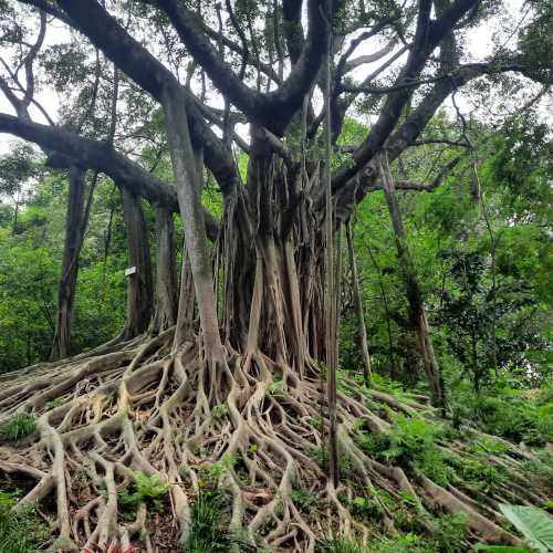 Banyan Forest, Hong Kong
