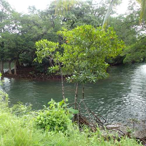 Ngardmau River, Палау