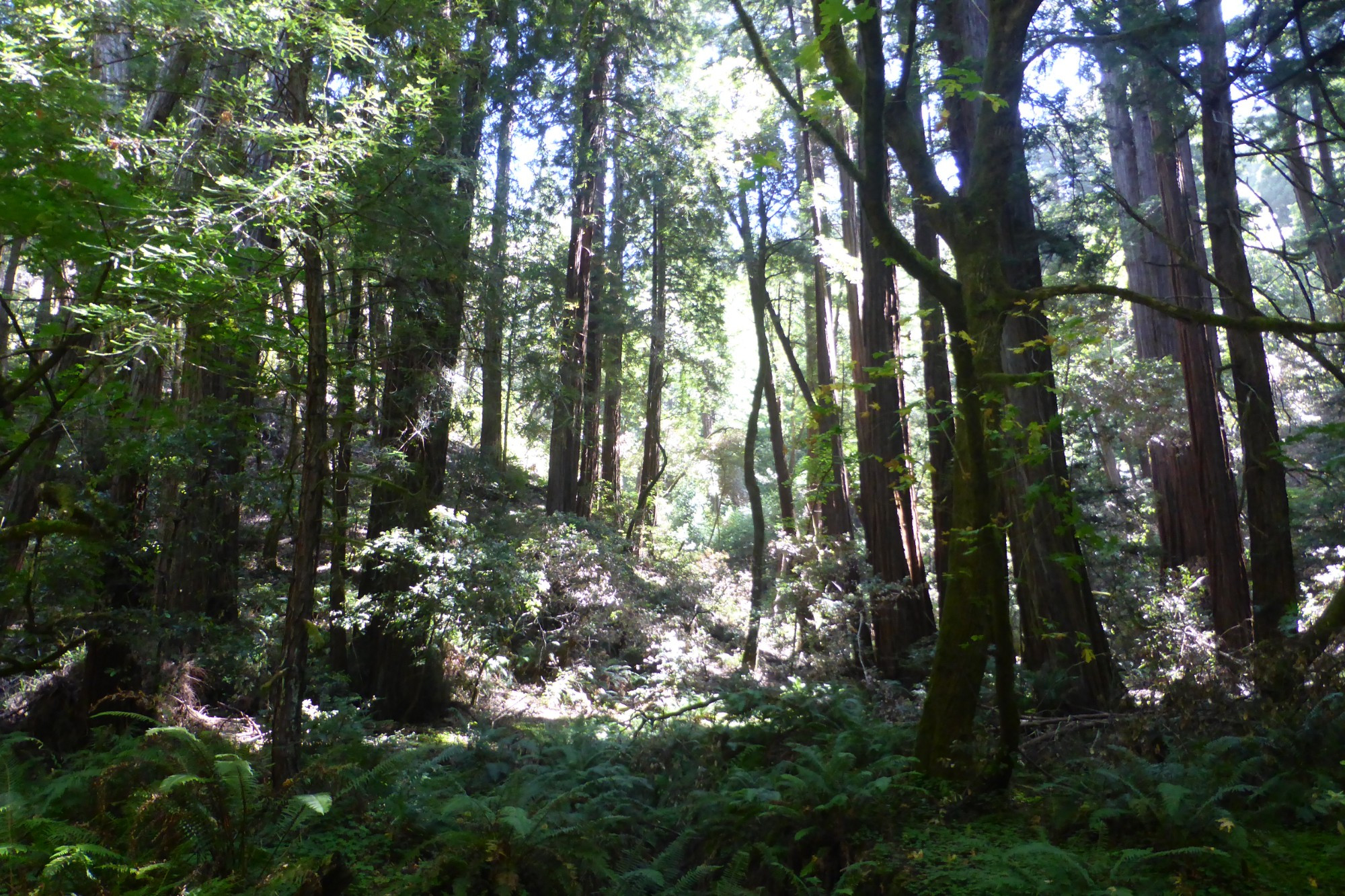 Muir Woods National Monument, United States