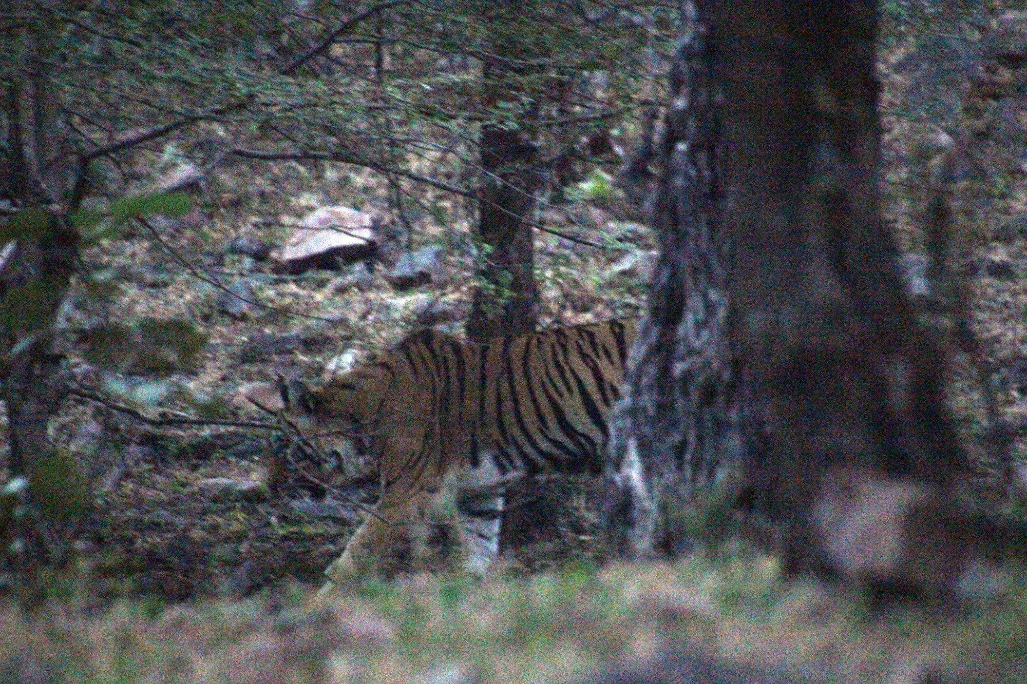 Ranthambore National park, India