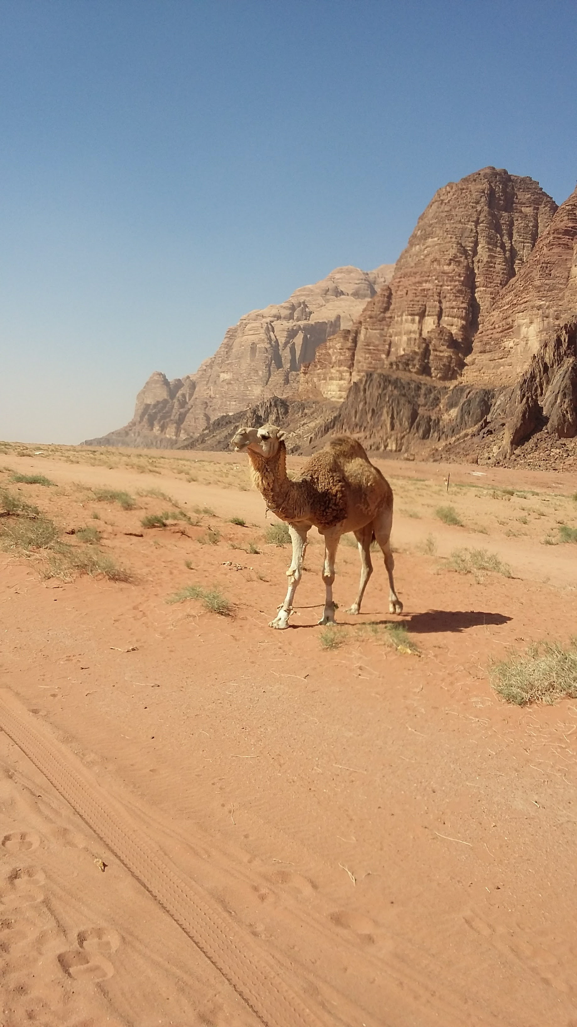 Wadi Rum Desert, Jordan 