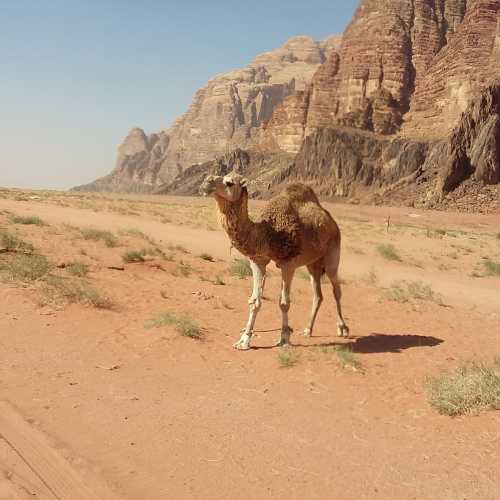 Wadi Rum Desert, Jordan 