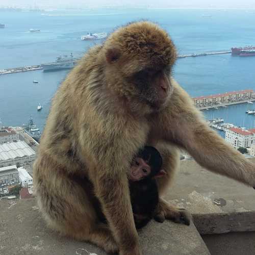 Barbara Macaques, half way up the Rock of Gibraltar looking out to sea.