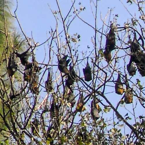 Bats hanging from a tree, Kathmandu Valley Nepal
