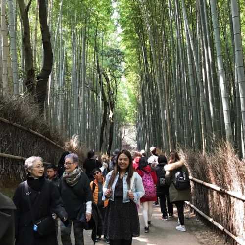 Arashiyama Bamboo Garden