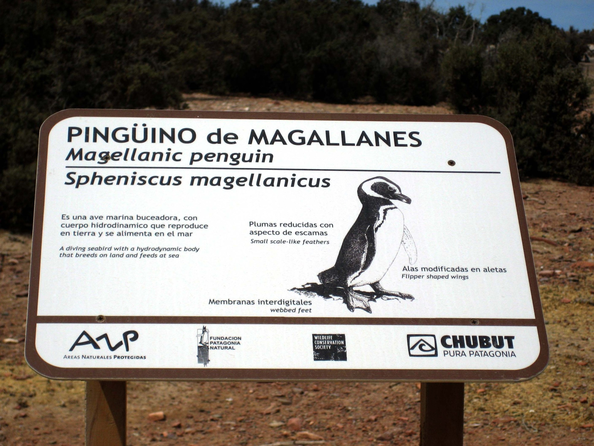 Pinguinos en Puerto Piramides, Chubut