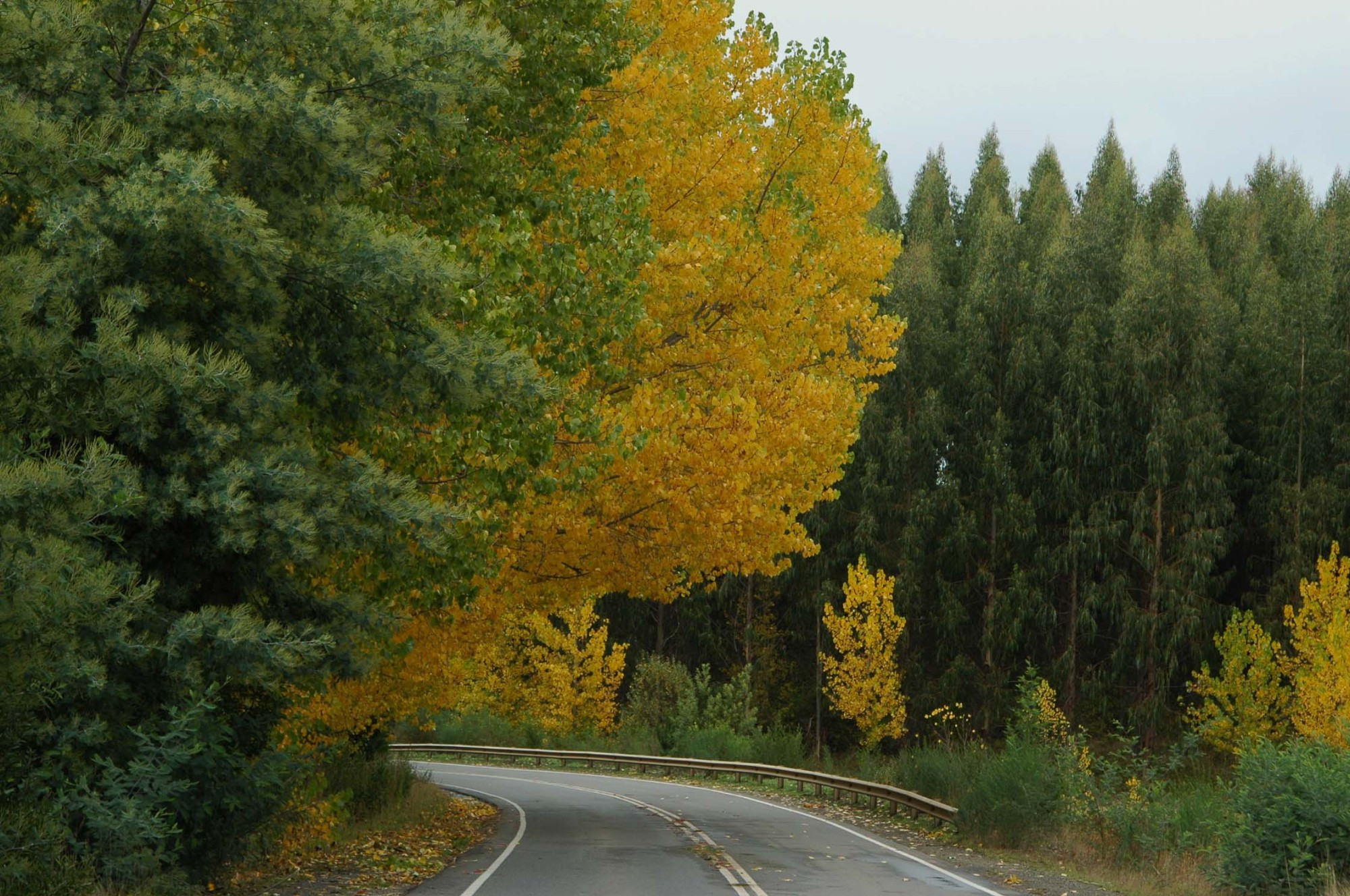 Valdivia,caminos en otoño, IX region, Los Rios.