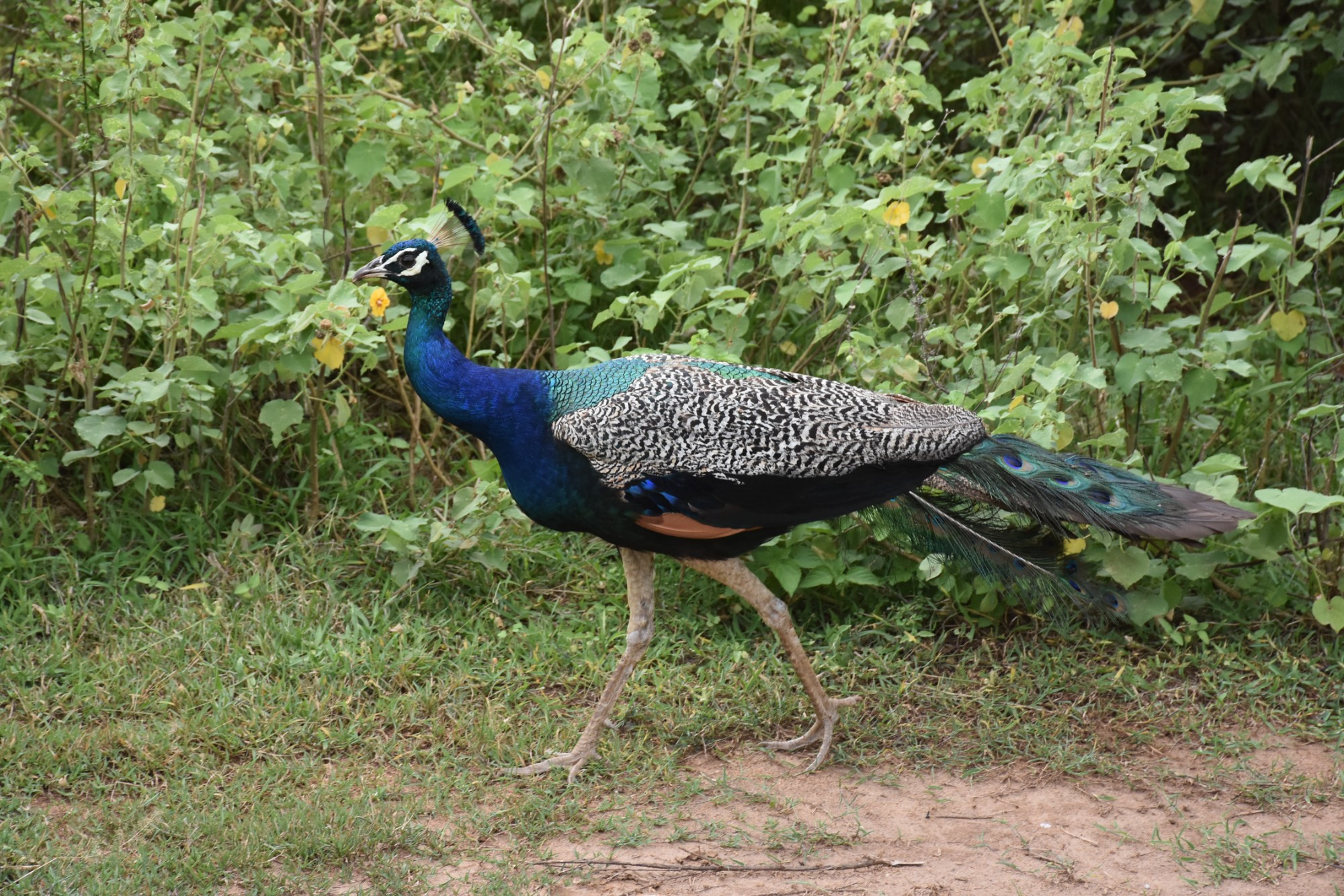 Sri Lanka