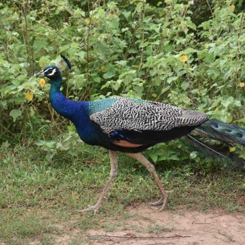 Sri Lanka