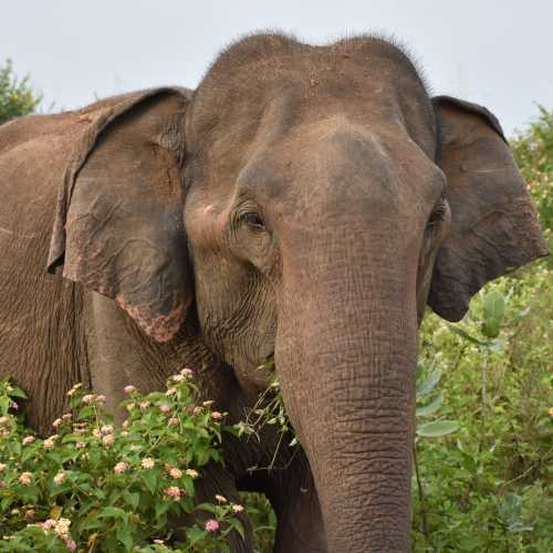 Sri Lanka