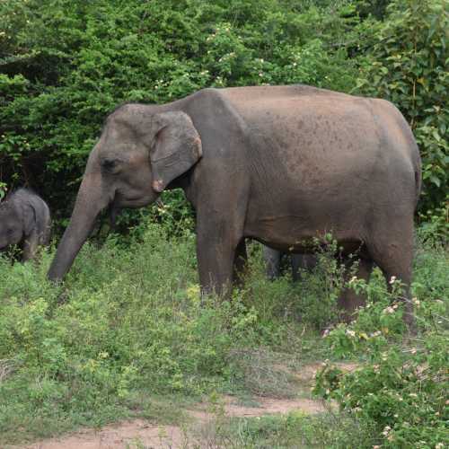 Sri Lanka