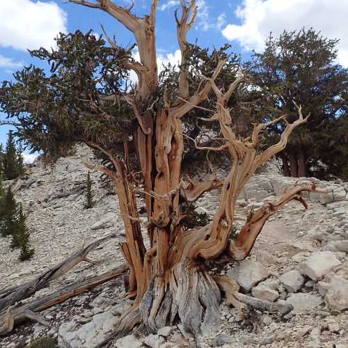 Ancient Bristlecone Pine Forest, United States