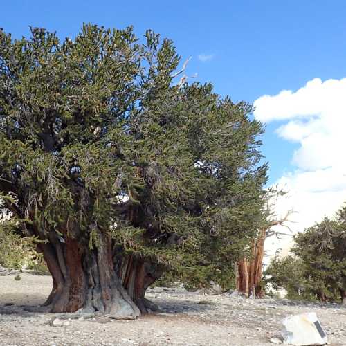Ancient Bristlecone Pine Forest, США