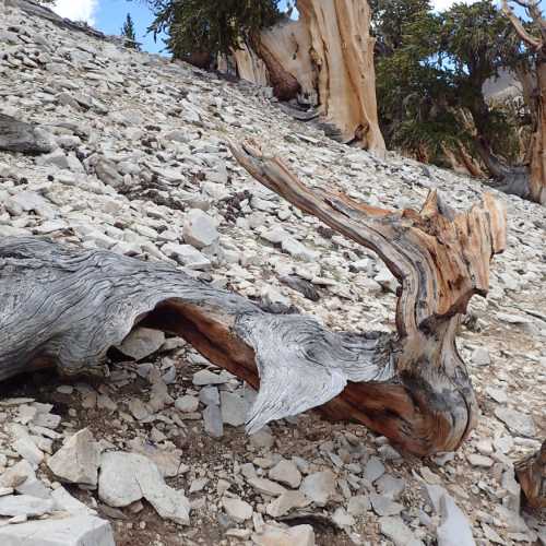 Ancient Bristlecone Pine Forest, United States