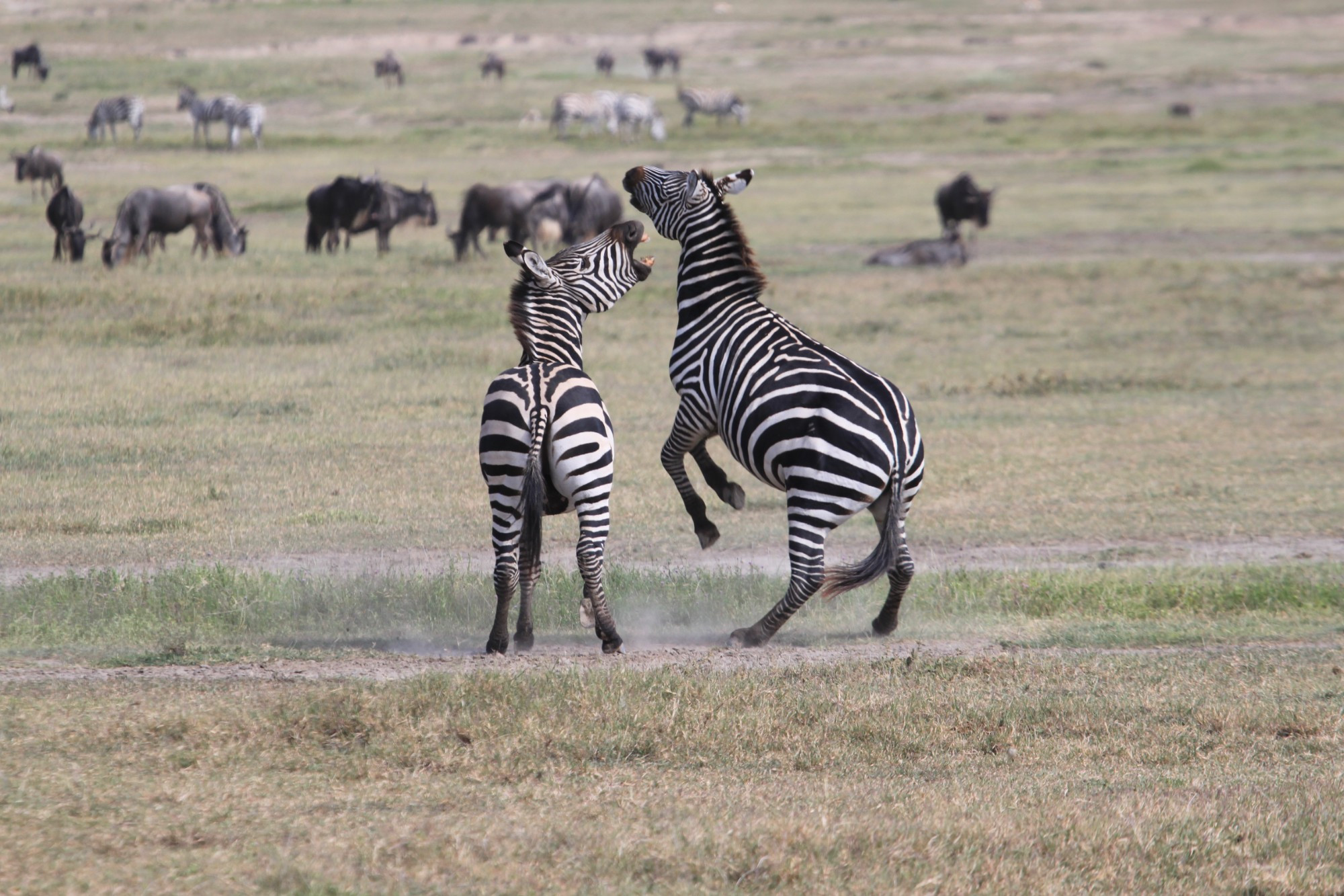 Ngorongoro Conservation Area, Tanzania