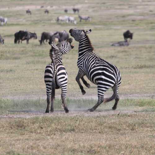 Ngorongoro Conservation Area, Tanzania