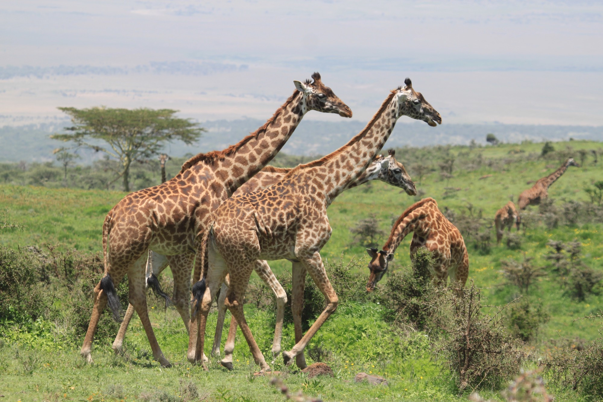 Serengeti, Tanzania