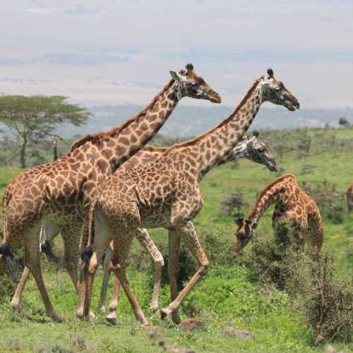 Serengeti, Tanzania