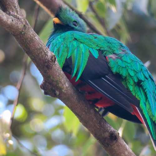 Biotopo del Quetzal, Гватемала