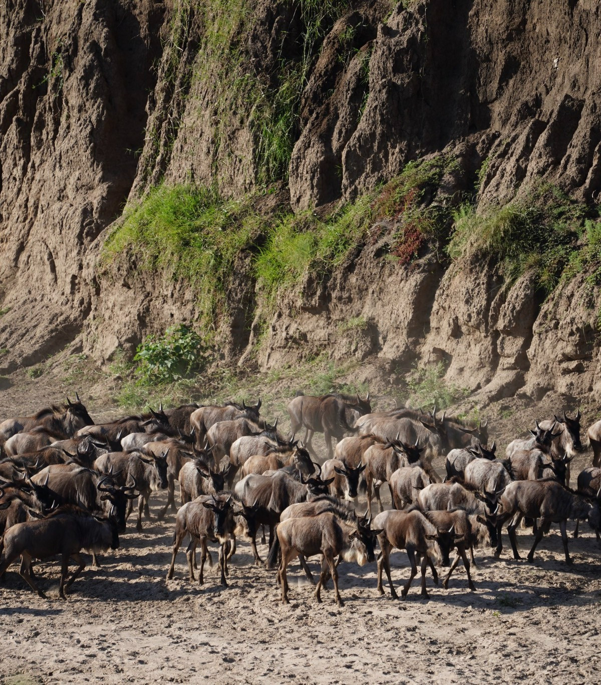 Maasai Mara, Kenya