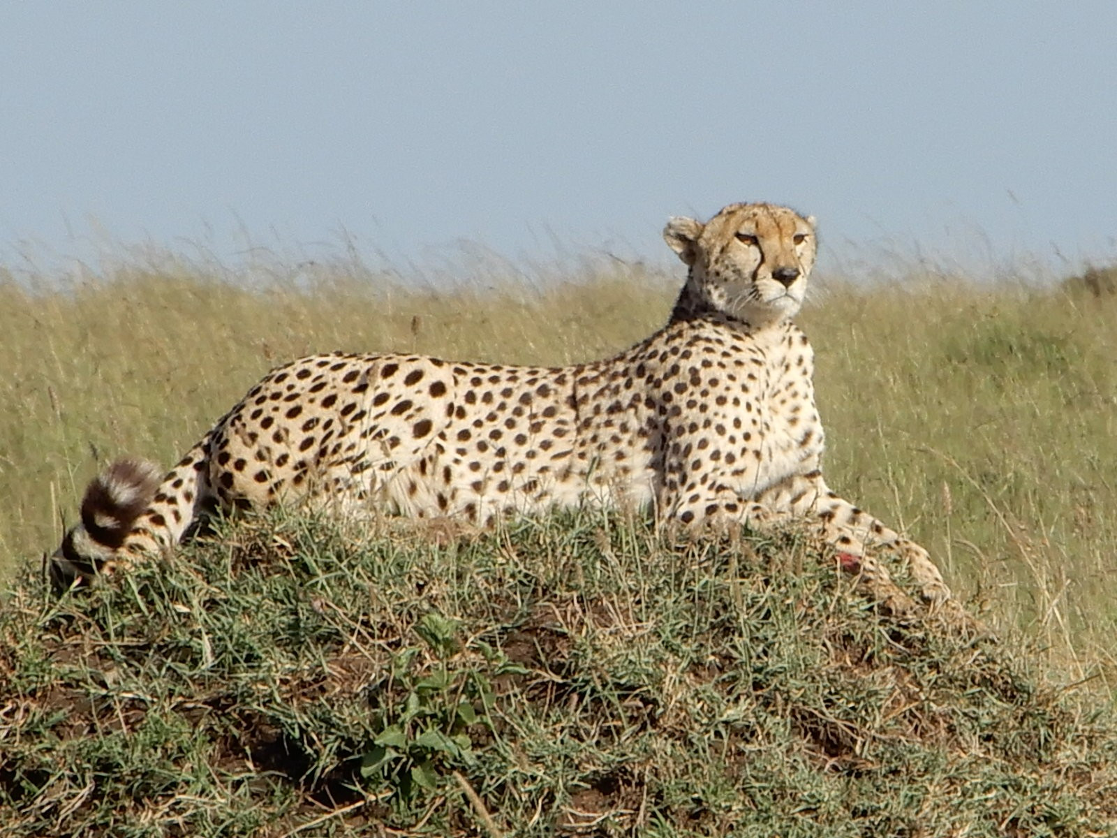 Maasai Mara, Kenya