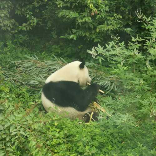 Panda plaza, Китай