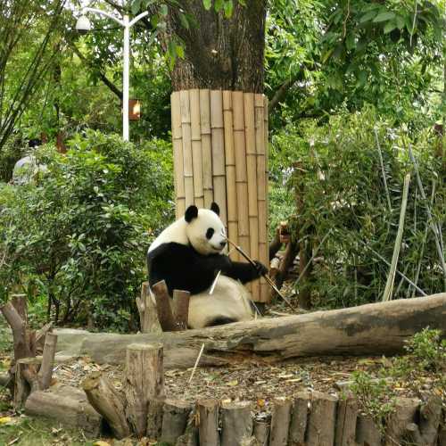Panda plaza, Китай