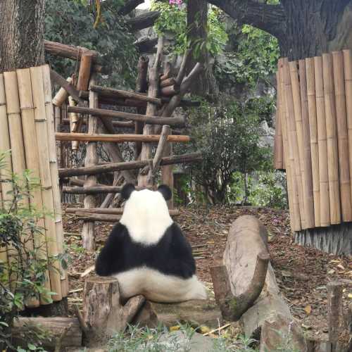 Panda plaza, China